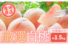和歌山の厳選白桃【白鳳・清水白桃・川中島白桃 等】化粧箱入り 約1.5kg 池田鹿蔵農園《7月上旬-8月中旬頃出荷》和歌山県 日高町 厳選 白桃 和歌山県産 白鳳 清水白桃 川中島白桃 桃 もも 果物 フルーツ