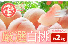 和歌山の厳選白桃【白鳳・清水白桃・川中島白桃 等】化粧箱入り 約2kg 池田鹿蔵農園《7月上旬-8月中旬頃出荷》和歌山県 日高町 厳選 白桃 和歌山県産 白鳳 清水白桃 川中島白桃 桃 もも 果物 フルーツ