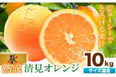 熟成 清見オレンジ 10kg(サイズ混合) どの坂果樹園《2026年3月上旬-5月中旬頃出荷》 和歌山県 日高町 清見オレンジ 旬 柑橘 フルーツ 果物 オレンジ 熟成