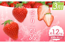 【2026年3月発送】和歌山県産ブランドいちご「まりひめ」約300g×4パック 計1.2kg 日高町厳選館《2026年3月上旬-3月中旬頃出荷》和歌山県 日高町 いちご 苺 まりひめ フルーツ 果物 スイーツ 送料無料【配送不可地域あり】