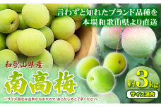 和歌山県産南高梅 約3kg (サイズ混合) 厳選館《6月上旬-6月下旬頃出荷》和歌山県 日高町 うめ ウメ 梅 南高梅 和歌山県産 紀美野町【配送不可地域あり】