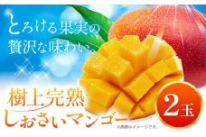 マンゴー 果物 和歌山県産 樹上完熟しおさいマンゴー 2玉 《2026年7月下旬-9月中旬頃出荷》 日高町厳選館 和歌山県 日高町 フルーツ 完熟 送料無料 贈答 プレゼント ご褒美 青果物