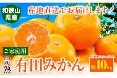 みかん ご 家庭用 完熟 有田みかん 約10kg 有田マルシェ《12月上旬-12月下旬頃出荷予定》 和歌山県 日高町 みかん 有田みかん 柑橘 フルーツ 完熟 送料無料 訳あり みかん 蜜柑 ミカン 柑橘