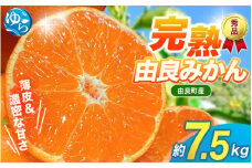 【先行予約】薄皮で濃い甘さ！完熟由良みかん【秀】7.5kg×1箱（混サイズ）和歌山県由良産※2025年11月下旬頃から順次発送予定(お届け日指定不可) / 柑橘 ミカン 蜜柑 甘い 由良町 フルーツ 果物 くだもの 食品 人気 おすすめ 産地直送 由良町【ktym009】