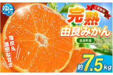 【先行予約】薄皮で濃い甘さ！完熟由良みかん【ご家庭用】7.5kg（混サイズ）和歌山県由良産※2025年11月下旬頃から順次発送予定(お届け日指定不可) / 柑橘 ミカン 蜜柑 甘い 由良町 フルーツ 果物 くだもの 食品 人気 おすすめ 産地直送 由良町【ktym003】