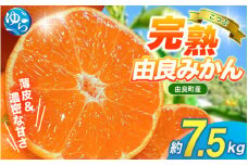 【 みかん 小玉 】薄皮で濃い甘さ！完熟由良みかん【こつぶ】7.5kg×1箱（2Sサイズ）和歌山県由良産※2025年11月下旬頃から順次発送予定(お届け日指定不可) / 柑橘 ミカン 蜜柑 甘い 由良町 フルーツ 果物 くだもの 食品 人気 おすすめ 産地直送 由良町【ktym006】