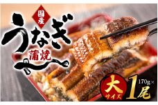 大型サイズ ふっくら柔らか 国産うなぎ蒲焼き 1尾 約2人前【化粧箱入】/ うなぎ 土用の丑の日 国産うなぎ 蒲焼 蒲焼き かば焼き 鰻屋 冷凍 真空 ギフト【uot714A】