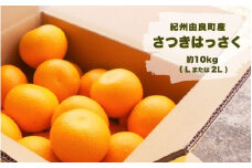 紀州由良町産 さつきはっさく  約10kg(Lまたは2Lサイズ） ［SL49］【sml134】