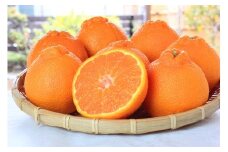 紀州有田産不知火(しらぬひ) 約５kg【2026年2月中旬以降発送】【先行予約】【UT40】【uot709A】