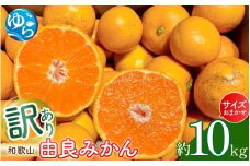 和歌山由良みかん　約１０kg　訳あり　キズ　御家庭用　サイズ混合 (２Ｌ～２Ｓ)  ※2025年11月下旬～2026年1月中旬頃発送予定【sml112A】