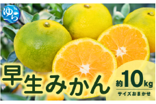 【先行予約】由良早生みかん(サイズおまかせ)約10kg / 温州みかん 蜜柑 ミカン 柑橘 由良町 果物 フルーツ 産地直送 和歌山県【eiw002】