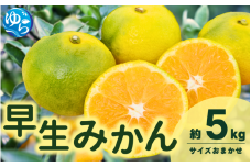 【先行予約】由良早生みかん（サイズおまかせ）約5kg【2025年11月初旬から順次発送予定】※北海道・沖縄・離島配送不可 / 温州みかん 蜜柑 ミカン 柑橘 由良町 果物 フルーツ 産地直送 和歌山県【eiw001】