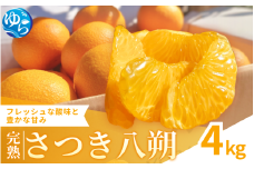 【来シーズン先行予約】完熟さつき八朔 4kg【2026年3月下旬頃から発送予定】 / はっさく ハッサク 柑橘 由良町 果物 フルーツ くだもの 産地直送 和歌山【kzmn002】