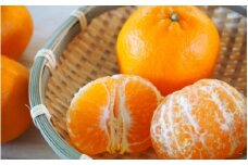 【来シーズン先行予約】和歌山県産 ポンカン 約7.5kg ※2026年1月26日～2月28日順次発送 (北海道・沖縄・離島配送不可) / 和歌山県 柑橘 みかん 蜜柑 フルーツ 果物 くだもの 食品 人気 由良町 晩柑 おすすめ 送料無料 産地直送【eiw004】