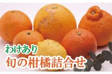 ＜1月より発送＞家庭用 柑橘詰合せ 5kg+250g（傷み補償分）【訳あり・わけあり】【有田の春みかん詰め合わせ・フルーツ詰め合せ・オレンジつめあわせ】【光センサー選別】/ くだもの 果物 フルーツ オレンジ 柑橘 和歌山【ikd208A】