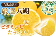 【先行予約】＜1月より発送＞ 厳選はっさく5kg+250g（傷み補償分）/ 晩柑 柑橘 フルーツ 新鮮 苦味 コク 農家直送 ジューシー みかん 和歌山 果汁   八朔みかん ハッサク 密柑 くだも【ikd221】