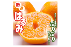 【先行予約】＜2月より発送＞厳選はるみ2.5kg+250g（傷み補償分）デコポンの姉妹品種 新食感春みかん 光センサー選別 【ikd048C】