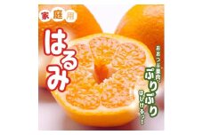 【先行予約】＜2月より発送＞ 家庭用はるみ2.5kg+250g（傷み補償分）デコポンの姉妹品種 新食感春みかん 光センサー選別 訳あり わけあり 【ikd228】