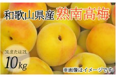 【梅干・梅酒用】（3Lまたは2L－10Kg）熟南高梅＜2025年6月上旬～7月7日発送予定＞フルーツ 果物 くだもの 食品 人気 おすすめ 送料無料【ART05】【art009A】