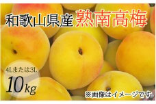 【梅干・梅酒用】（4Lまたは3L－10kg）熟南高梅＜2025年6月上旬～7月7日発送予定＞フルーツ 果物 くだもの 食品 人気 おすすめ 送料無料【ART09】【art007A】