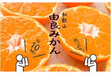 和歌山由良みかん　秀品　約１０kg　サイズおまかせ(Ｌ・М・Ｓ) 【sml111A】 ※2025年11月下旬～2026年1月中旬頃に順次発送予定