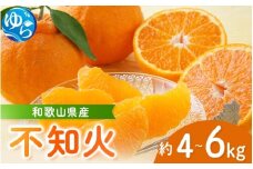  【来シーズン先行予約】和歌山県産 不知火 約4～6kg ※2026年2月中旬から順次発送 （北海道・沖縄・離島配送不可） / 柑橘 みかん しらぬい 蜜柑 フルーツ 果物 くだもの 食品 人気 由良町 晩柑 おすすめ 送料無料 産地直送【eiw008】