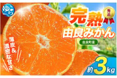 【先行予約】薄皮で濃い甘さ！完熟由良みかん【秀】3kg×1箱（混サイズ）和歌山県由良産※2025年11月下旬頃から順次発送予定(お届け日指定不可) / 柑橘 ミカン 蜜柑 甘い 由良町 フルーツ 果物 くだもの 食品 人気 おすすめ 産地直送 由良町【ktym007】