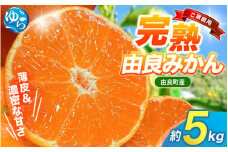 【先行予約】薄皮で濃い甘さ！完熟由良みかん【ご家庭用】5kg（混サイズ）和歌山県由良産※2025年11月下旬頃から順次発送予定(お届け日指定不可) / 柑橘 ミカン 蜜柑 甘い 由良町 フルーツ 果物 くだもの 食品 人気 おすすめ 産地直送 由良町【ktym002】