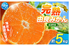 【 小玉 】薄皮で濃い甘さ！完熟由良みかん【こつぶ】5kg×1箱（2Sサイズ）和歌山県由良産※2025年11月下旬頃から順次発送予定(お届け日指定不可) / 柑橘 ミカン 蜜柑 甘い 由良町 フルーツ 果物 くだもの 食品 人気 おすすめ 産地直送 由良町【ktym005】