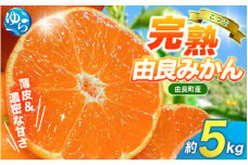 【 小玉 】薄皮で濃い甘さ！完熟由良みかん【こつぶ】5kg×1箱（2Sサイズ）和歌山県由良産※2025年11月下旬頃から順次発送予定(お届け日指定不可) / 柑橘 ミカン 蜜柑 甘い 由良町 フルーツ 果物 くだもの 食品 人気 おすすめ 産地直送 由良町【ktym005】