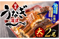 【丑の日までにお届け!!】大型サイズ 国産うなぎ蒲焼き 2尾 化粧箱入 / うなぎ 土用の丑の日 国産うなぎ  蒲焼 蒲焼き かば焼き 鰻屋  冷凍 真空 ギフト【uot302A-dy】