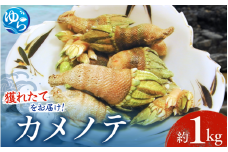 【素潜り漁師直送】海の珍味！カメノテ1kg　獲りたてをお届けします！【skmn010】