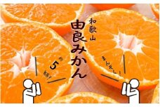 和歌山由良みかん　秀品　約５kg　サイズおまかせ(Ｌ・М・Ｓ)【sml137】 ※2025年11月下旬～2026年1月中旬頃順次発送予定