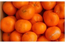 和歌山由良みかん 約3kg サイズ混合 【訳あり ご家庭用 キズあり】【sml118】