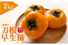 【先行予約】種無し柿 刀根早生柿 秀品大玉 約2kg（6個） 2025年9月下旬～10月下旬頃に順次発送予定（お届け日指定不可）/ 柿 かき 種無し 秀品 大玉 フルーツ 果物 くだもの【kiy002】