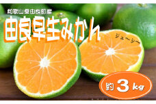 【先行予約】和歌山由良町産 由良早生みかん 約3kg  訳あり キズ 御家庭用 サイズ混合【SL7】【sml126B】