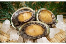 天然メガイアワビ1kg！【素潜り漁師直送】【skmn009】
