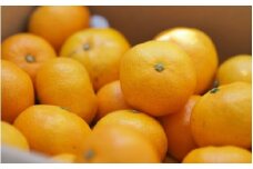 【訳あり】 森本農園の手選別 みかん 約6kg 和歌山県産 2S~2Lサイズ混合 【2025年11月上旬～2026年2月中旬ごろに順次発送】【RN9】