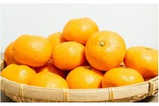 【家庭用】 森本農園の手選別 みかん 約10kg 和歌山県産 2S~2Lサイズ混合 【2025年11月上旬～2026年2月中旬ごろに順次発送】【RN31】