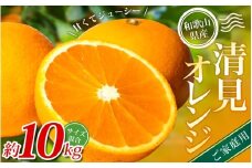 【家庭用】 森本農園の手選別 清見オレンジ 約10kg 和歌山県産 サイズ混合 【2026年2月上旬～5月中旬頃に順次発送】 きよみ 清見 柑橘 ご家庭用 期間限定 由良町 果物 フルーツ 和歌山県