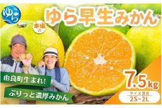 ゆら早生 みかん 7.5kg / 柑橘 和歌山県 由良町 極早生 早生 早生みかん 柑橘 甘い 完熟 密柑 人気 おすすめ くだもの 果物 フルーツ 農家直送 産地直送 混合 ※2025年10月中旬～10月下旬順次発送【nktn002-sp】