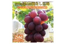 紀州和歌山産 の種なし巨峰ぶどう2房（約800g～1kg）【UT121】【uot814】