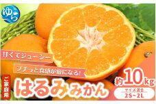 【来シーズン先行予約】家庭用 はるみみかん 約10kg ※2026年2月上旬～順次発送農家直送 / くだもの  果実  柑橘 果物 フルーツ 国産 和歌山県 由良町 ご家庭用 人気 おすすめ 【nktn008】