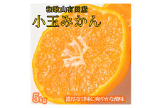 有田の小粒みかん 約5kg (S～3Sサイズ混合)【2025年11月下旬以降発送】【先行予約】【UT134】【uot845】