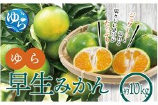 【先行予約】ゆら早生みかん10kg ※2025年10月初旬頃～順次発送予定(お届け日指定不可) /  極早生 早生 由良町 和歌山県 柑橘 密柑 完熟 甘い ミカン 光センサー 柑橘 果実 くだもの フルーツ ブ   先行予約【jahd001】