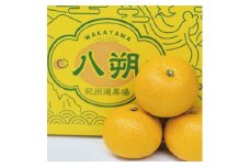 【来シーズン先行予約】木成りはっさく10kg(和歌山県由良町)※2026年3月初旬頃～順次発送予定(お届け日指定不可) / 八朔 ハッサク 由良町 柑橘 期間限定 和歌山【jahd006】