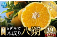 【来シーズン先行予約】【秀品】もぎたて木成り八朔　和歌山由良産  10kg　贈答用 ※2026年2月中旬頃に順次発送予定 / 和歌山県 由良町 フルーツ 果物 はっさく 柑橘 【ksmt001】