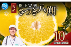 【来シーズン先行予約】樹上完熟さつき八朔　和歌山由良産　秀品  10kg　贈答用 ※2026年4月頃に順次発送予定 / はっさく 柑橘 フルーツ 果物 くだもの 食品 人気 おすすめ 送料無料 由良町 【ksmt002】