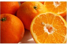 【来シーズン先行予約】伊予柑 和歌山みかん 秀品 10kg 贈答用※2026年1月中旬頃に順次発送予定 / いよかん 柑橘 贈り物 フルーツ 果物 くだもの 食品 人気 おすすめ 送料無料 由良町 【ksmt017】