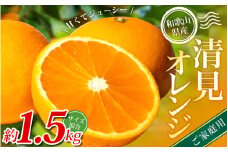 【家庭用】 森本農園の手選別 清見オレンジ 約1.5kg 和歌山県産 サイズ混合 ※2026年2月上旬～5月中旬頃順次発送 / きよみ 清見 柑橘 ご家庭用 期間限定 由良町 果物 フルーツ 和歌山県【mrmt021A】